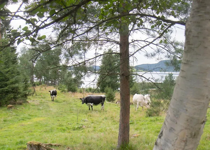 Cosy Cabin Without Running Water And Electricity